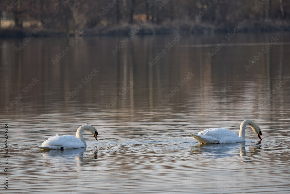 Obraz premium A swan floating on the surface of a lake.
