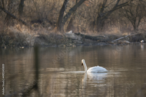 A swan floating on the surface of a lake.