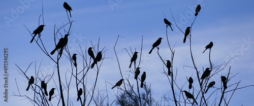 Red-Winged Black Birds Panoramic Silhouette - A flock of red-winged black birds perched in a tree silhouetted against a blue sky