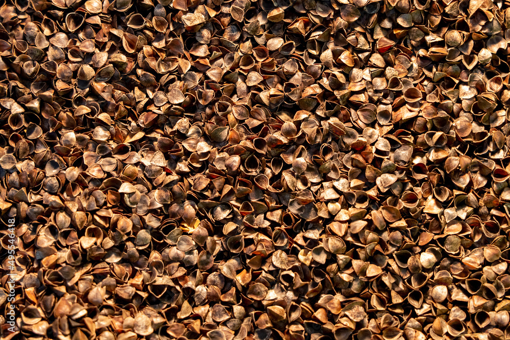 Buckwheat husk. Organic natural pillow filling. Husk from buckwheat. Texture or background Buckwheat husk. Organic natural pillow filling. Husk from buckwheat. Texture or background