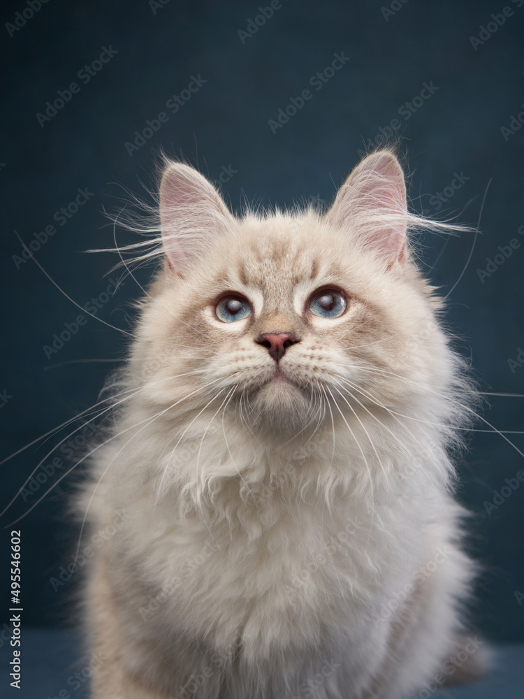 Siberian kitten on a blue background. Cat studio photo for advertising. Happy pet plays