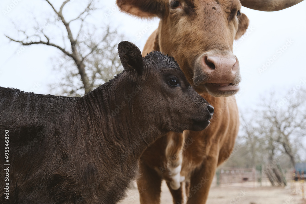 Fototapeta premium Texas longhorn cow with calf on farm during winter season closeup.