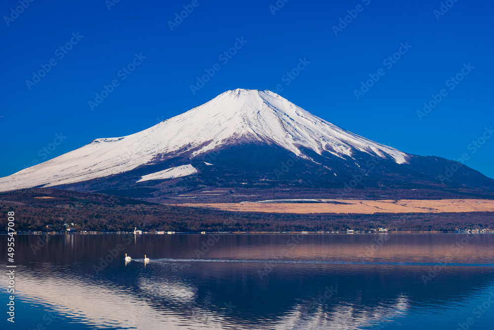 逆さ富士と白鳥　山中湖