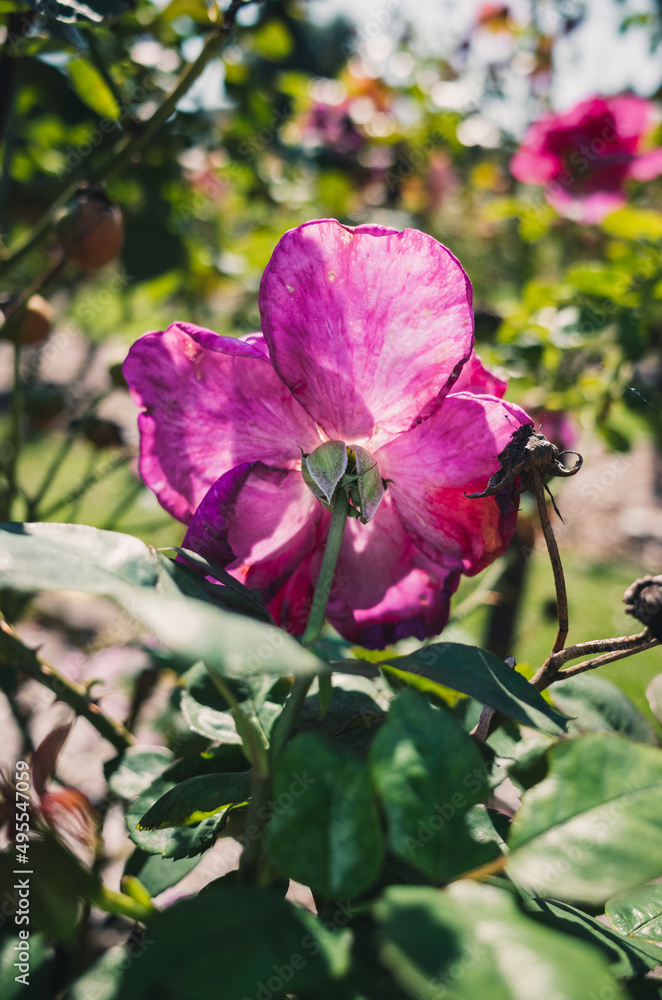 Fototapeta premium Pink rose