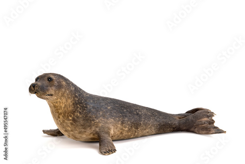 Bild auf Leinwand Seal isolated on white background with space for text, seal stuffed by taxidermi