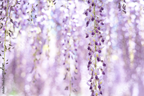 藤の花 © yukimi