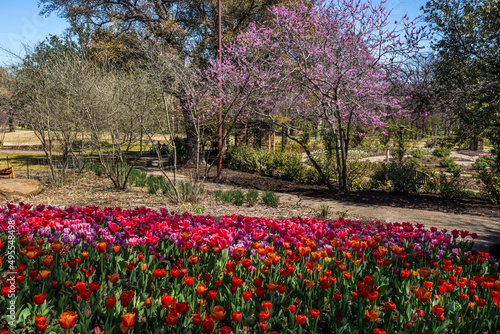 Fototapeta Naklejka Na Ścianę i Meble -  Blooming trees and tulips flowerbed in springtime