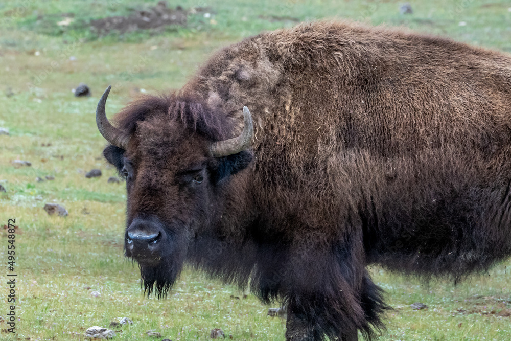 American bison buffalo on a green field in spring
American bison buffalo on a green field in spring