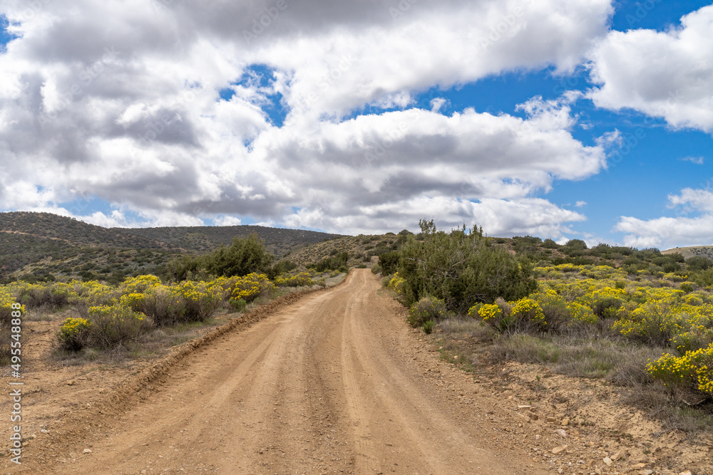 Dirt road through BLM land in spring with cloudy blue sky and wildflowers