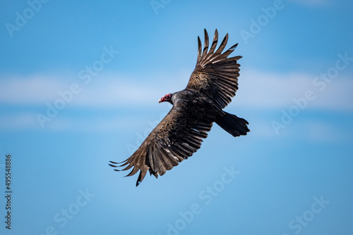 Turkey vulture buzzard flying in cloudy blue sky