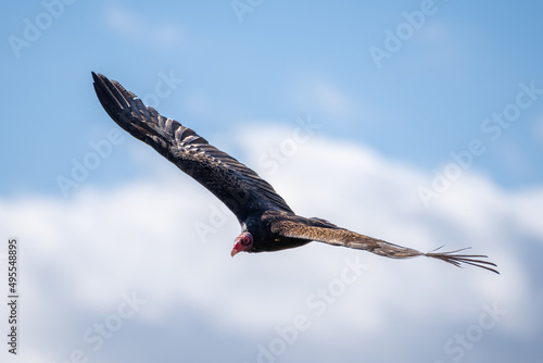 Turkey vulture buzzard flying in cloudy blue sky