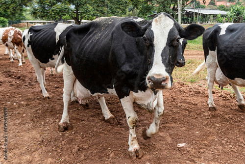 Cows confined in a dairy farm