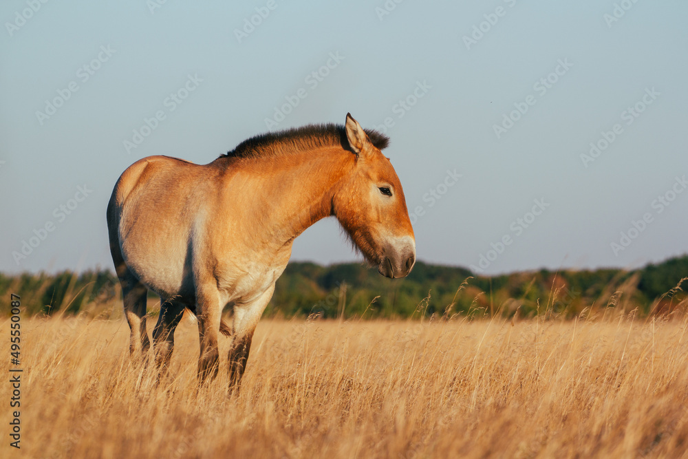 Fototapeta premium Przewalski's horse in the national park of Ukraine in the Kherson region Askania nova. A beautiful animal in the rays of the sunset. Light back.