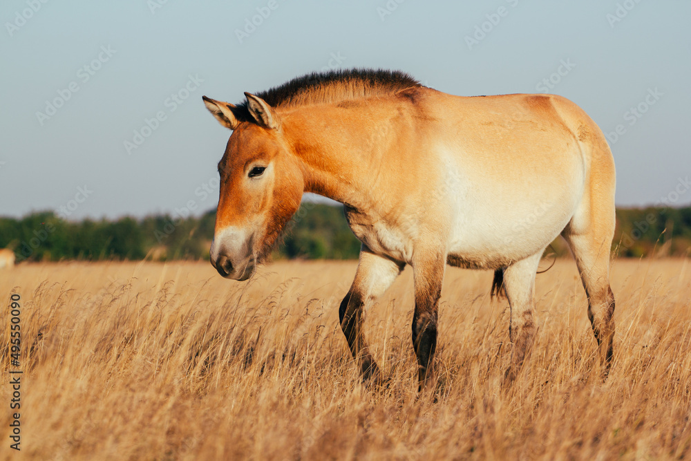 Przewalski's horse in the national park of Ukraine in the Kherson region Askania nova. A beautiful animal in the rays of the sunset. Light back. Przewalski's horse in the national park of Ukraine in the Kherson region Askania nova. A beautiful animal in the rays of the sunset. Light back.