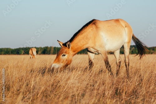 Fototapeta Naklejka Na Ścianę i Meble -  Przewalski's horse in the national park of Ukraine in the Kherson region Askania nova. A beautiful animal in the rays of the sunset. Light back.
