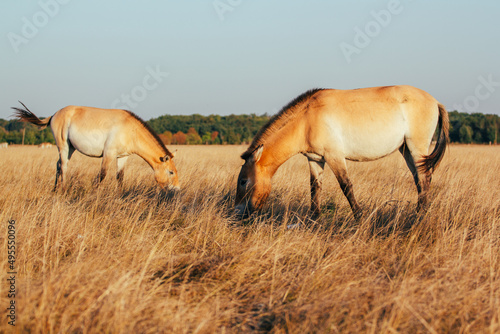 Przewalski's horse in the national park of Ukraine in the Kherson region Askania nova. A beautiful animal in the rays of the sunset. Light back.