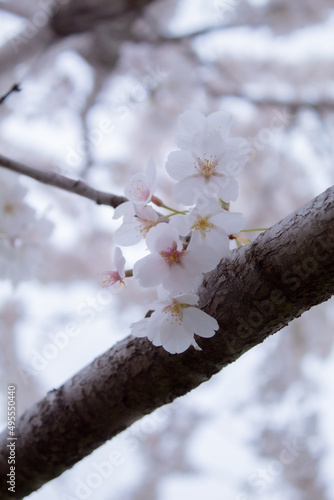 Cherry Blossoms Festival, Sakura Matsuri, Spring in DC 