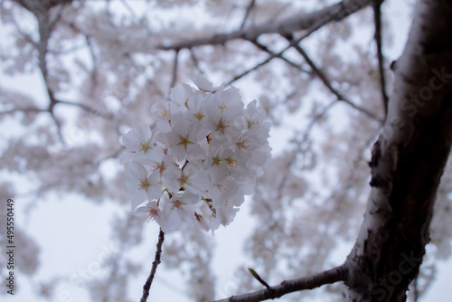 Cherry Blossoms Festival, Sakura Matsuri, Spring in DC 
