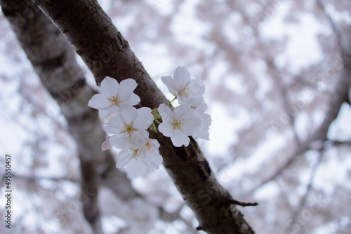 Cherry Blossoms Festival, Sakura Matsuri, Spring in DC 