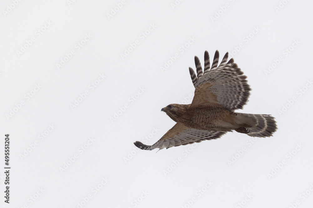 Fototapeta premium Red shouldered hawk 