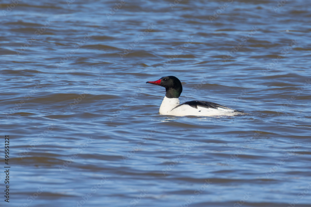 common merganser (North American) or goosander (Eurasian) (Mergus merganser) in spring common merganser (North American) or goosander (Eurasian) (Mergus merganser) in spring