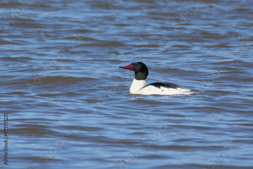 common merganser (North American) or goosander (Eurasian) (Mergus merganser) in spring