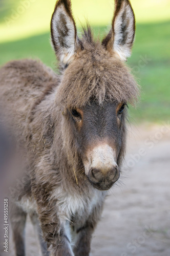 Miniature Donkey foal