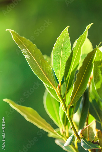 Green laurel leaves on a green blurred background in the rays .Laurel leaf.Bay leaf. 