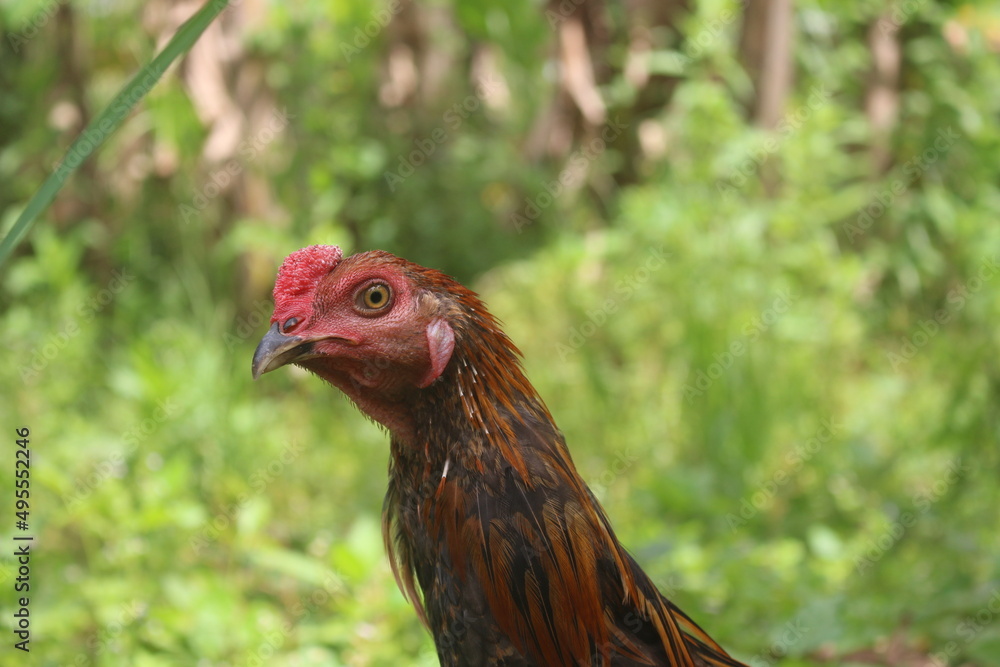 the rooster has golden feathers and a red face
