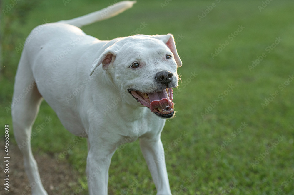 Senior white Labrador/Boxer mix female dogon green grass lawn