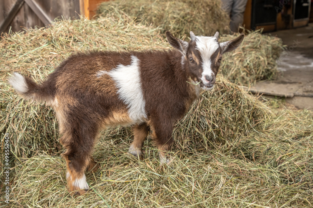 Nigerian dwarf goats kid on hay bales Nigerian dwarf goats kid on hay bales
