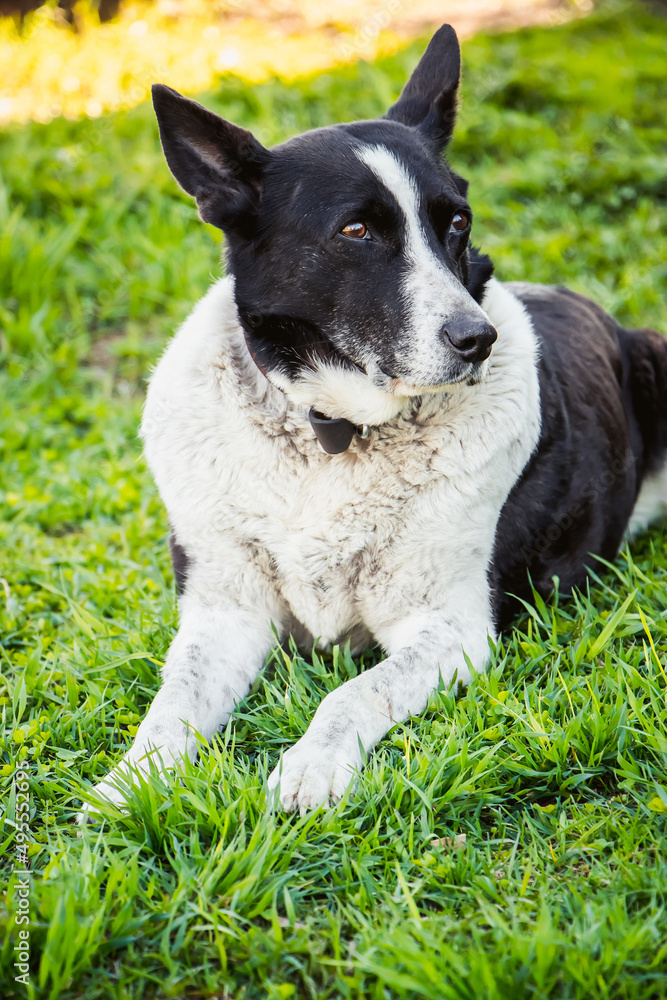 Domestic dog looks into distance. Pet is resting in nature and lies on spring grass. Domestic dog looks into distance. Pet is resting in nature and lies on spring grass.