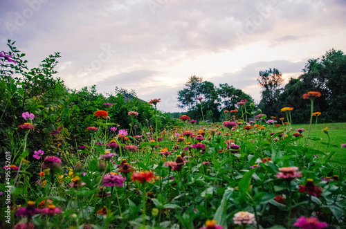 wildflowers