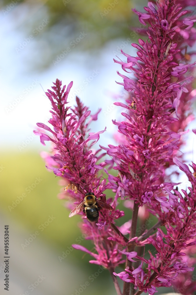 bee collecting pollen on flower