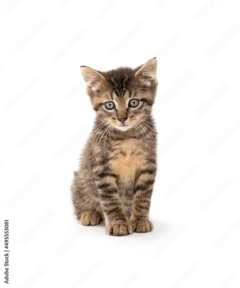 Cute baby tabby kitten sitting isolated on white background