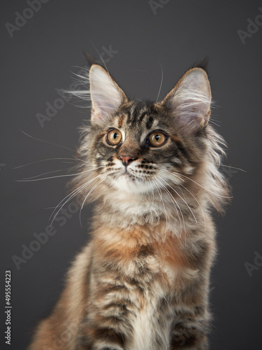 Maine Coon Kitten on a dark. Pet on the background of the canvas. cat portrait in studio