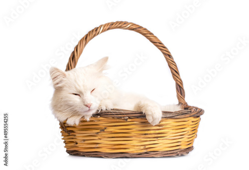 White cat sleeping in a basket