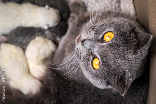 Scottish fold mother cat an...
