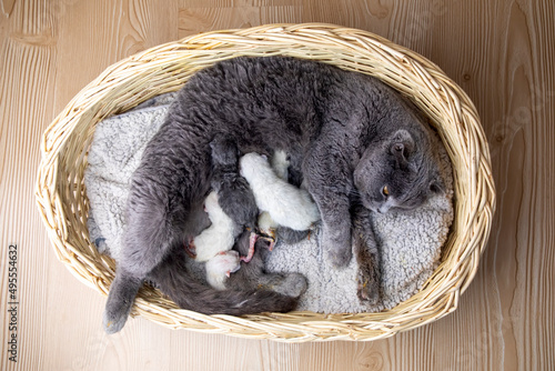 Scottish fold mother cat an...
