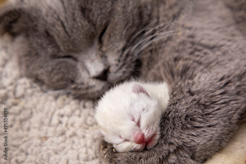 Scottish fold mother cat and kittens © Esin Deniz