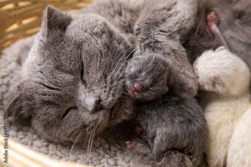 Scottish fold mother cat an...