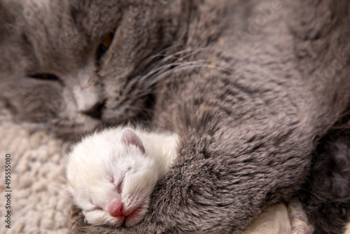 Scottish fold mother cat an...
