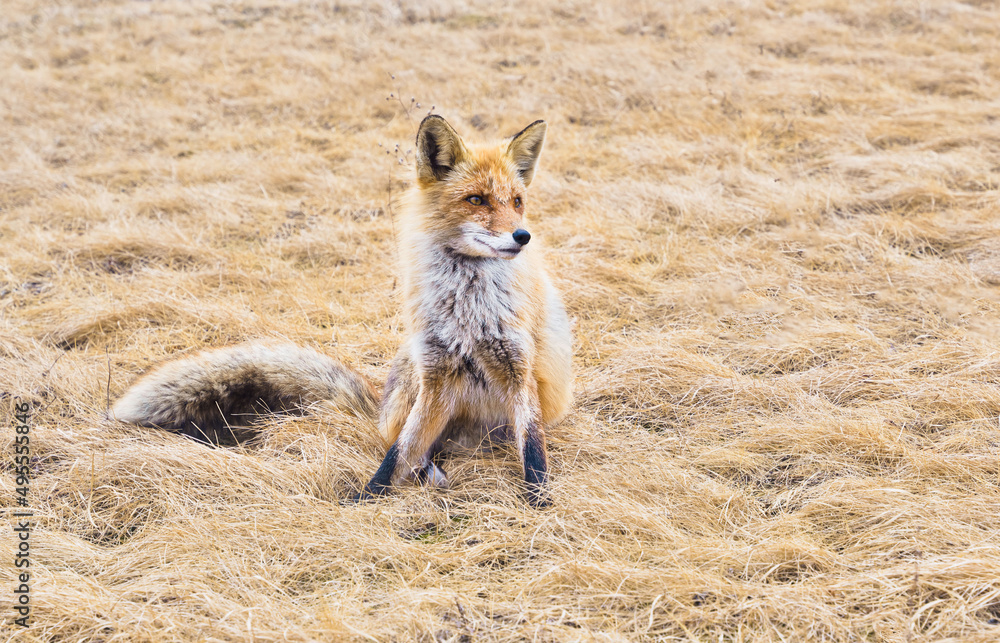 Fototapeta premium Red fox. A young mammal stands on a field under sunlight.