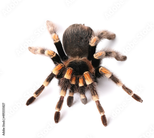 Scary tarantula spider on white background