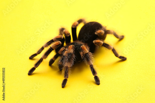 Scary tarantula spider on y...