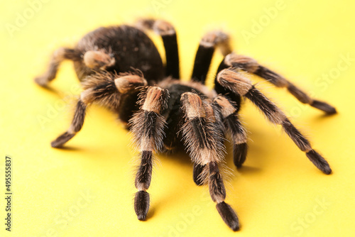 Scary tarantula spider on yellow background