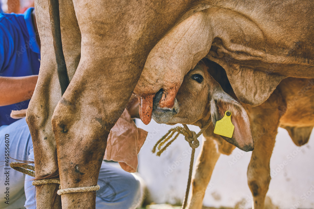 Obraz premium calf eating. Beef cattle on the farm. Milked cows, latin farmer milking cows. plain milk