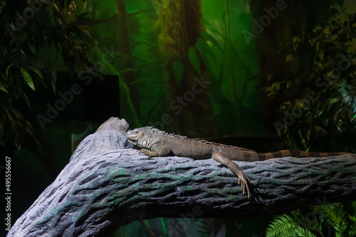 Close up of an iguana resting on a tree branch in a zoo.