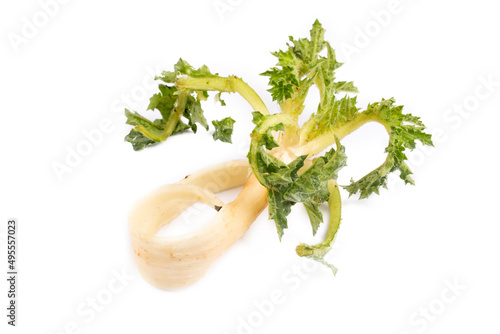 Scolymus hispanicus plant (Turkish name; Sevketi Bostan) on the white background photo