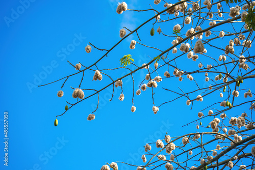 White silk cotton tree (Ceiba pentandra), Kapuk Randu (Javanese), the perennial fruit can be used to make mattresses and pillows. photo